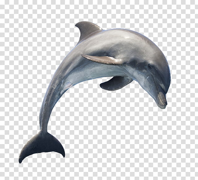 Dolphin, Shortbeaked Common Dolphin, Spinner Dolphin, Cetaceans, Longbeaked Common Dolphin, Oceanic Dolphin, Bottlenose Dolphin, Common Dolphins transparent background PNG clipart