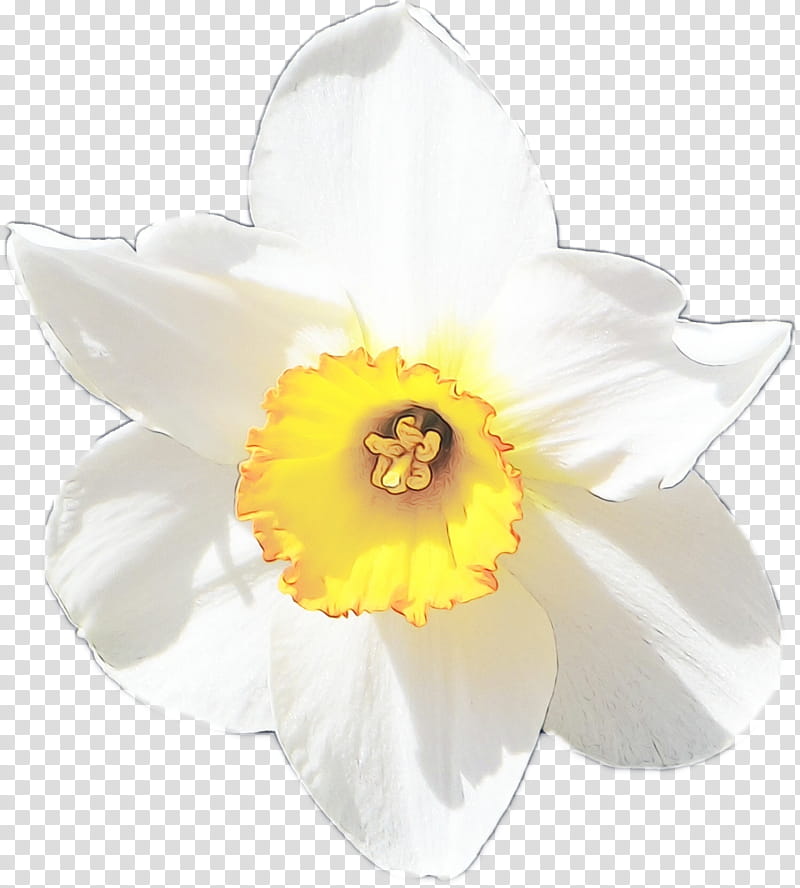 Flowers, Narcissus, Cut Flowers, Petal, White, Yellow, Plant, Amaryllis Family transparent background PNG clipart