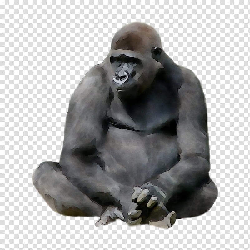 Gorilla, Western Gorilla, Monkey, Animal, Ape, King Kong, Chimpanzee, Western Lowland Gorilla transparent background PNG clipart