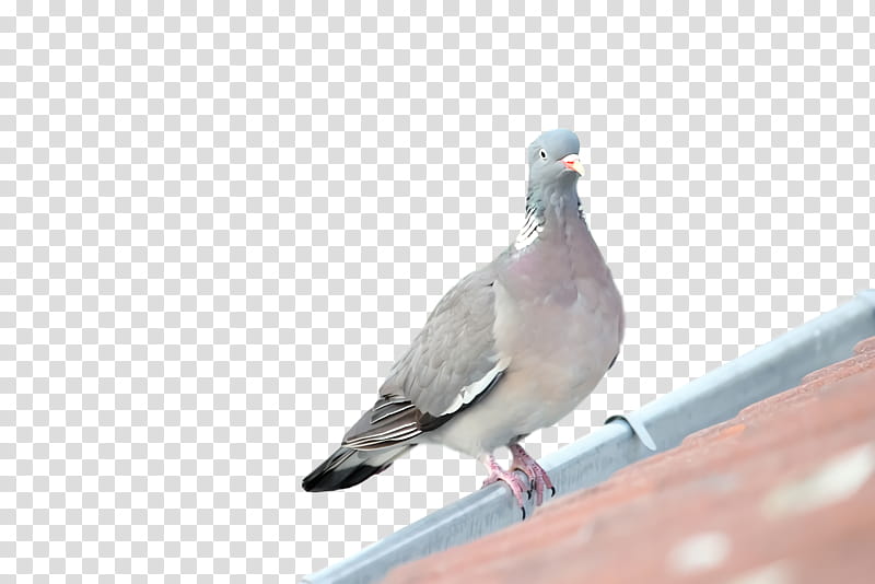 Feather, Dove, Seabird, Beak transparent background PNG clipart