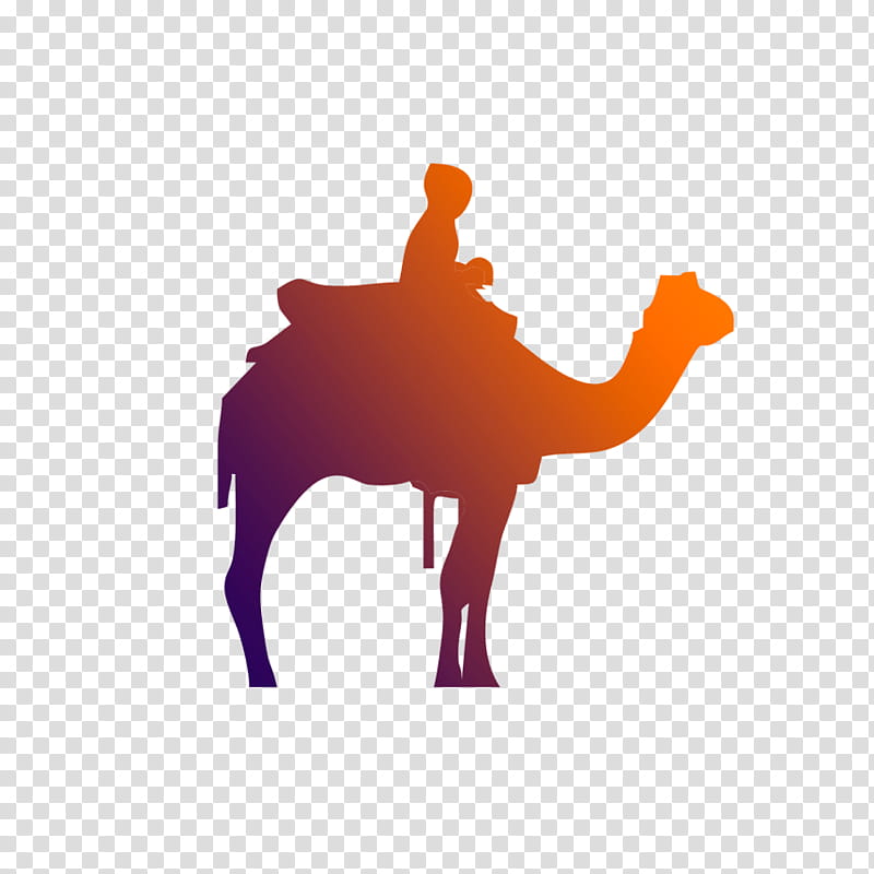 camel camelid arabian camel silhouette live, Live, Bactrian Camel, Logo, Landscape, Wildlife transparent background PNG clipart