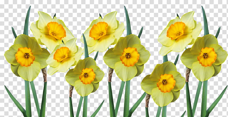 Floral design, Wild Daffodil, Plant Stem, Flower, Bulb, Jonquil, Leaf, Doubleflowered transparent background PNG clipart