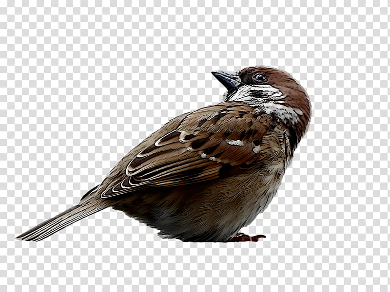bird, Sparrow, House Sparrow, Beak, Song Sparrow, Perching Bird, Songbird transparent background PNG clipart