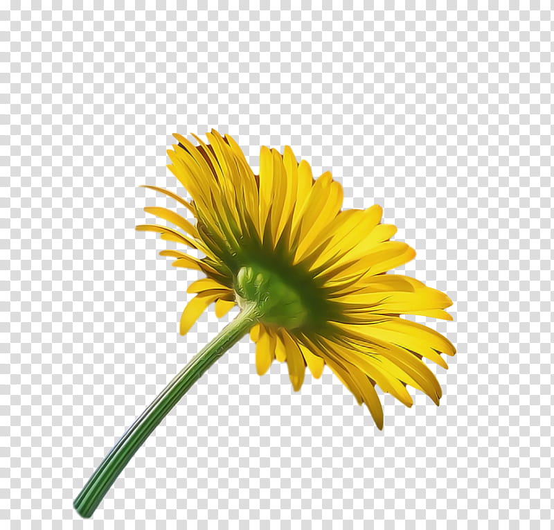 Floral design, Chrysanthemum, Oxeye Daisy, Transvaal Daisy, Dandelion, Flower, Cut Flowers, Blanket Flowers transparent background PNG clipart