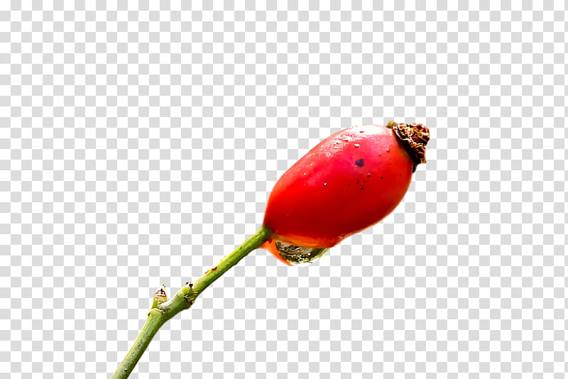 Rose, Rose Hip, Plant Stem, Flower, Bud, Plants, Plant Structure, Biology transparent background PNG clipart