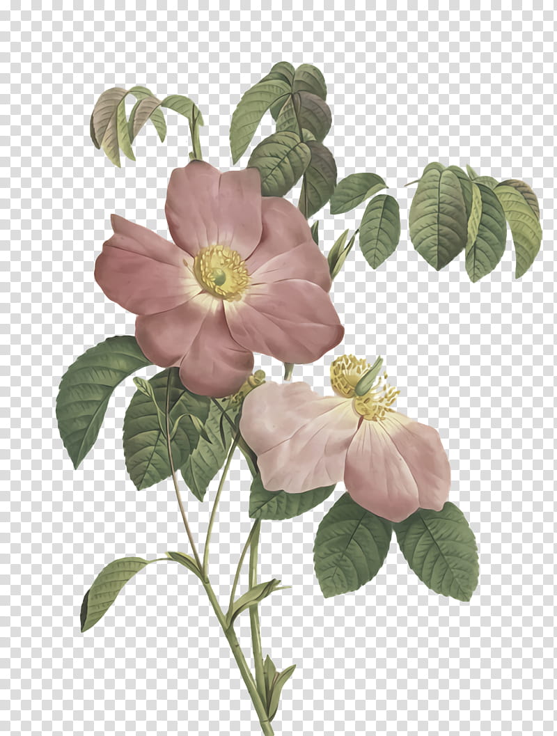 cabbage rose dog-rose, Royaltyfree, Dogrose, Petal, Silhouette, Flower transparent background PNG clipart