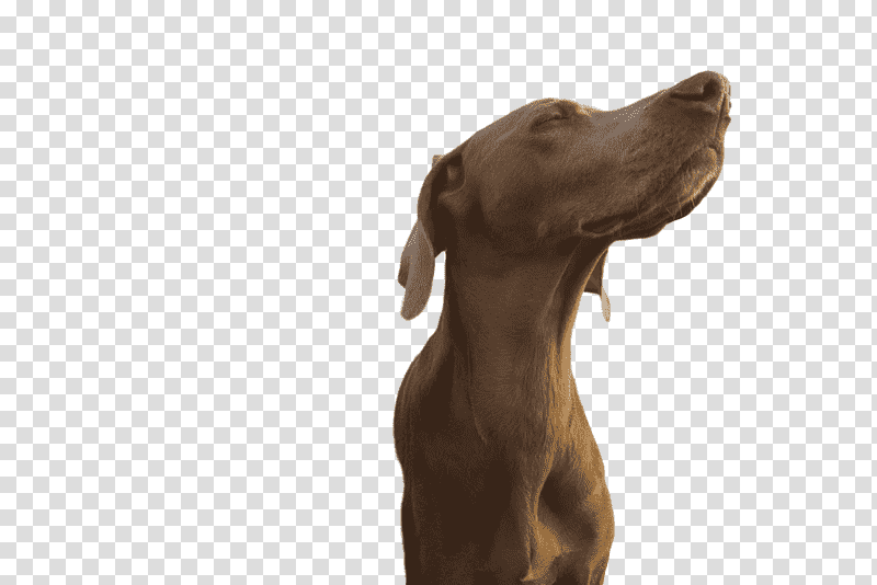 weimaraner puppy snout groupm, Breed, Dog, Science, Biology transparent background PNG clipart