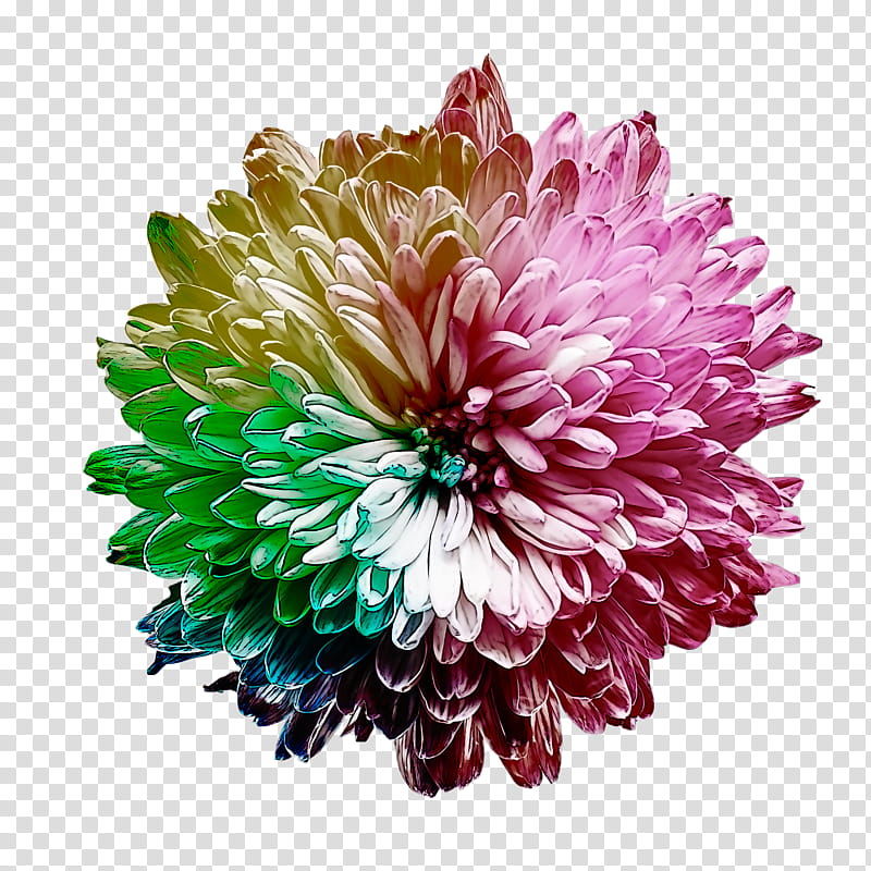 Artificial flower, Dahlia, Cut Flowers, Pink Flowers, Transvaal Daisy, Floral Design, Petal, Zinnia transparent background PNG clipart