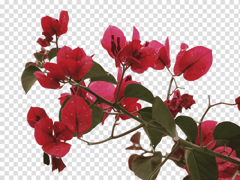 Garden roses, Plant Stem, Annual Plant, Herbaceous Plant, Twig, Petal, Azalea transparent background PNG clipart
