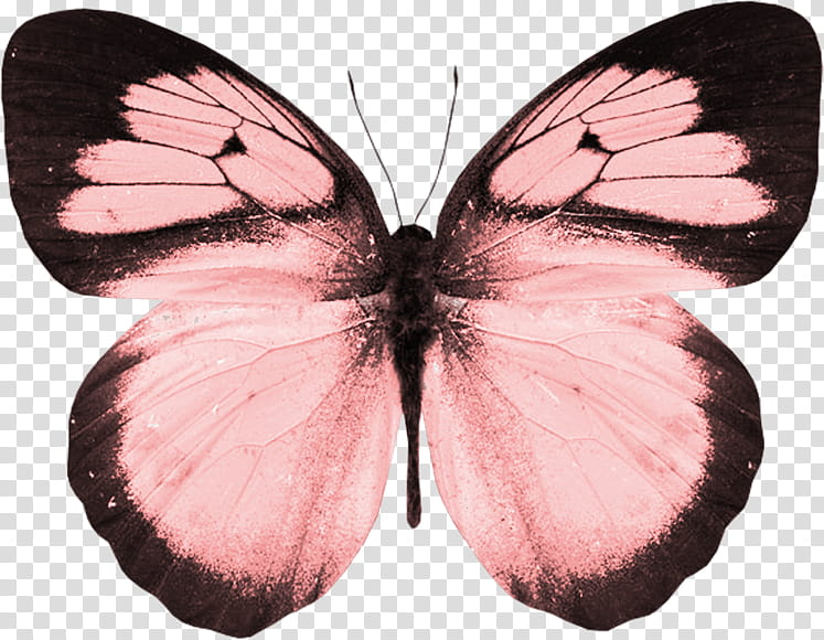 light pink butterfly clipart