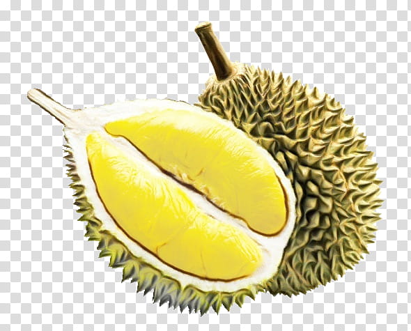 durian fruit food yellow artocarpus, Watercolor, Paint, Wet Ink, Plant, Tree, Pulasan, Cempedak transparent background PNG clipart