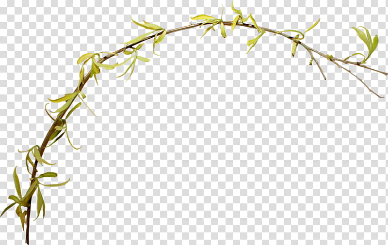Tree Branch, Plant Stem, Plants, Amphibians, United States, Flower, Grass, Twig transparent background PNG clipart