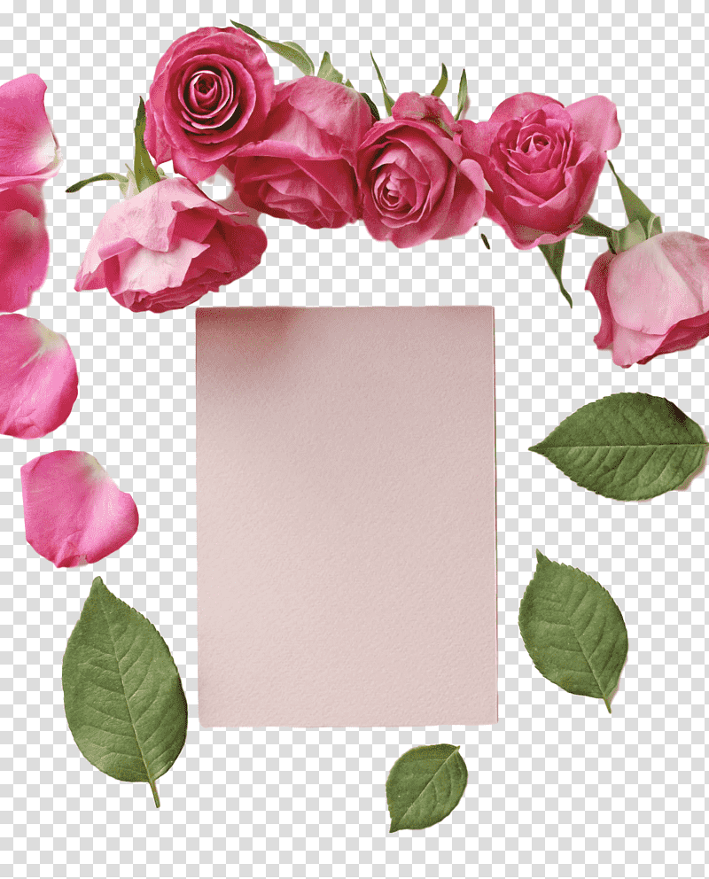 Floral design, Garden Roses, Rose Family, Cabbage Rose, Cut Flowers, Petal transparent background PNG clipart