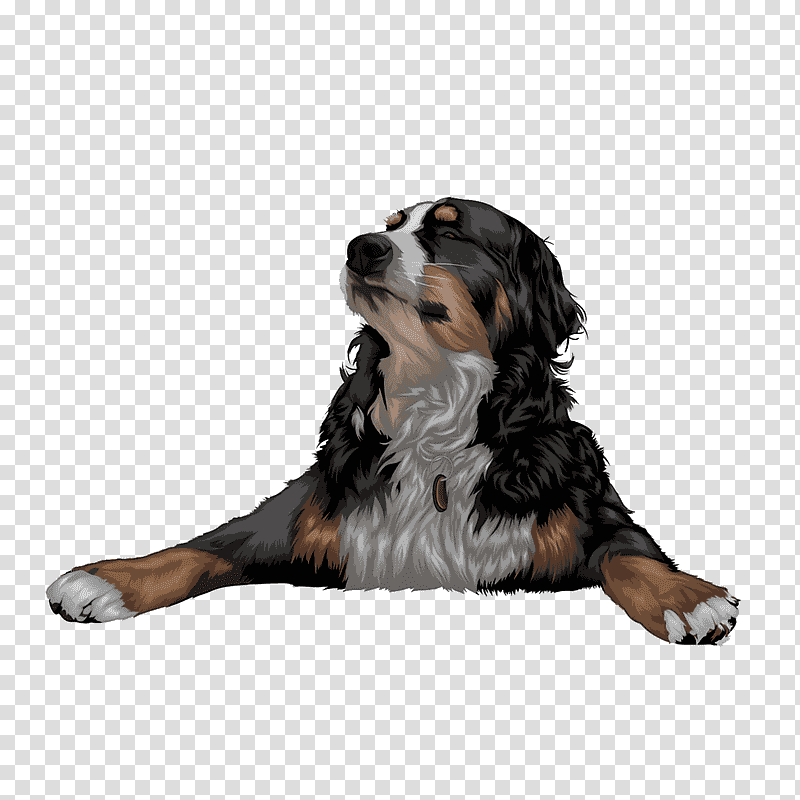 bernese mountain dog puppy snout companion dog breed, Estrela Mountain Dog, Groupm, Science, Biology transparent background PNG clipart