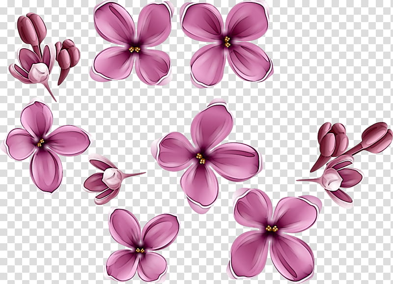 petal pink flower lilac plant, Magenta, Moth Orchid, Blossom, Wildflower, Impatiens, Cut Flowers transparent background PNG clipart