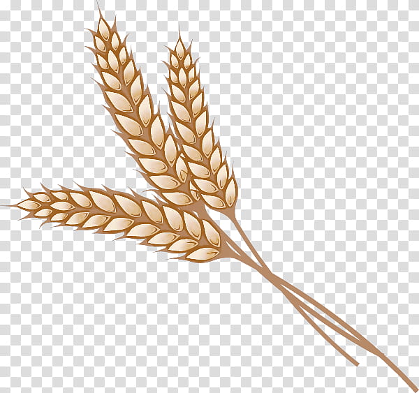 Wheat, Food Grain, Plant, Triticale, Elymus Repens, Whole Grain, Grass Family, Einkorn Wheat transparent background PNG clipart