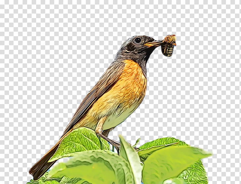 common nightingale eurasian golden oriole finches emberiza beak, Watercolor, Paint, Wet Ink, Indian Golden Oriole, American Sparrows transparent background PNG clipart
