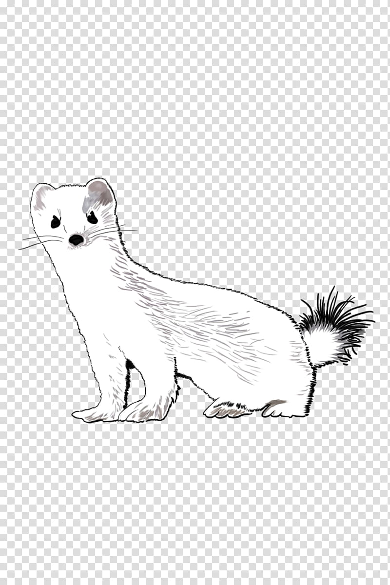 Stoat Stoat, Ferret, European Pine Marten, Drawing, Line Art, Fur, Weasels, I AM Weasel transparent background PNG clipart