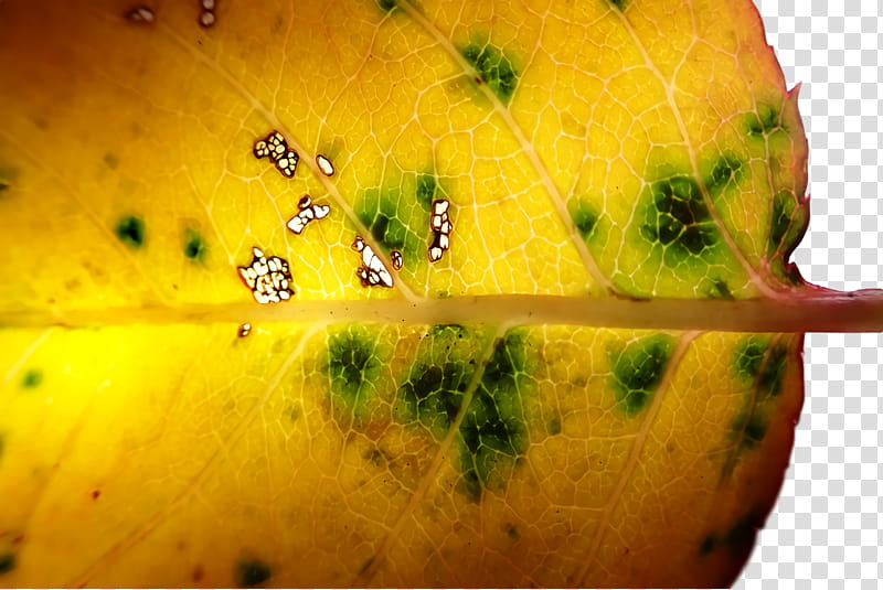 yellow close-up fruit, Closeup transparent background PNG clipart