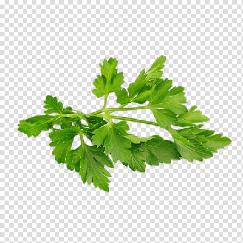 Parsley, Chervil, Coriander, Vegetable, Oregano, Herb, Celery, Fennel transparent background PNG clipart