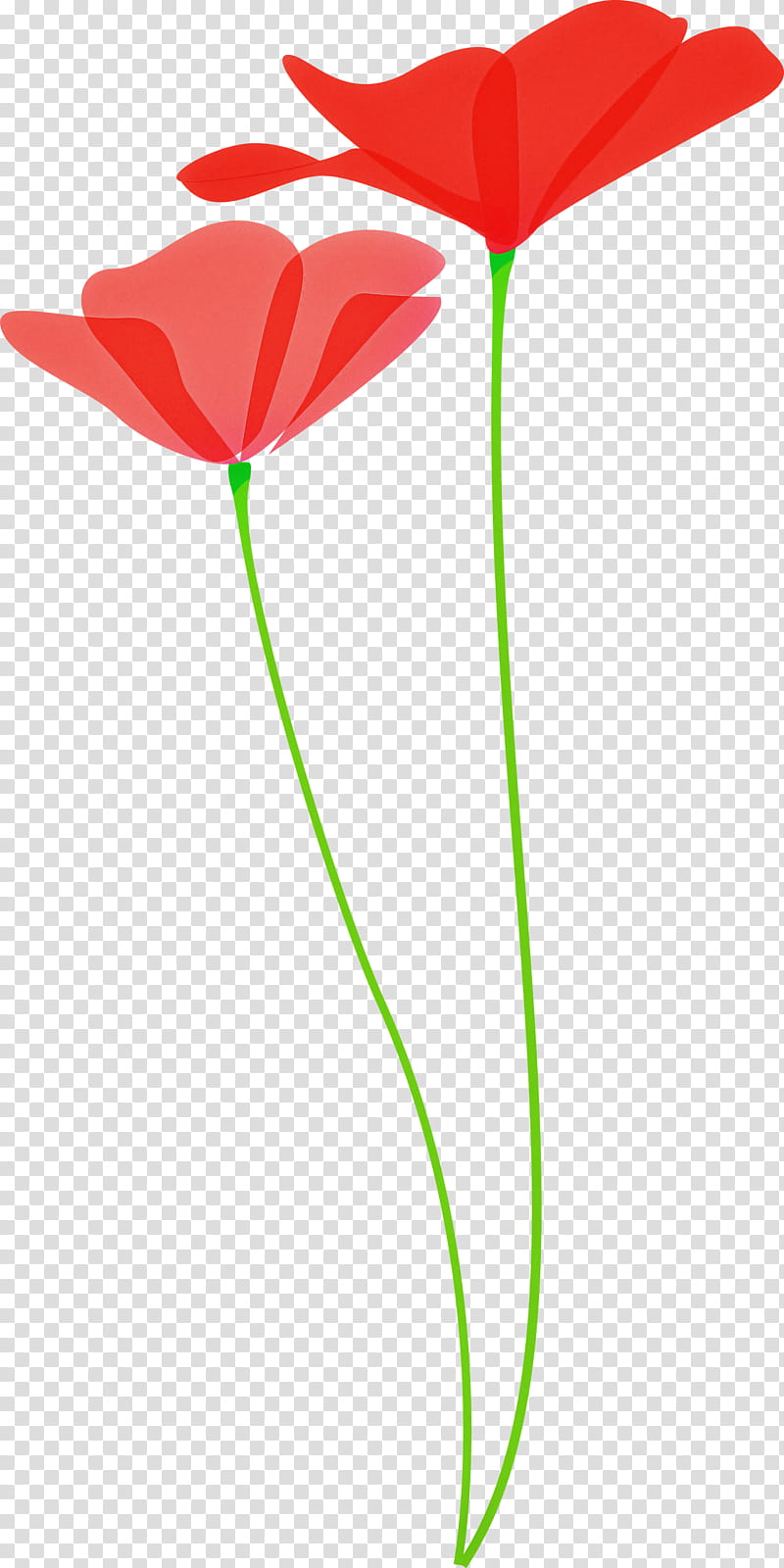 poppy flower, Plant, Plant Stem, Anthurium, Pedicel, Tulip, Coquelicot, Poppy Family transparent background PNG clipart