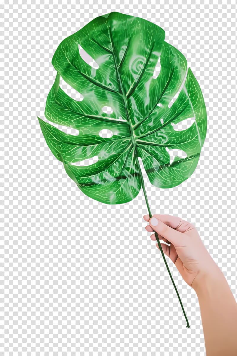 Green Leaf, Monstera Leaf, Simple, Plant Stem, Tree, Plants, Anthurium, Flower transparent background PNG clipart