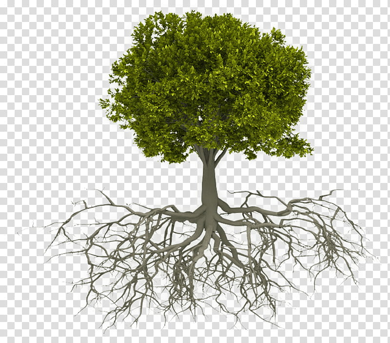tree plant root woody plant grass, Plant Stem, Branch, Flower transparent background PNG clipart