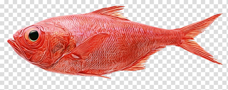 Fish northern red snapper red drum saltwater fish snappers, Watercolor,  Paint, Wet Ink, Fishing, Seafood, Yellowfin Tuna, Groupers transparent  background PNG clipart