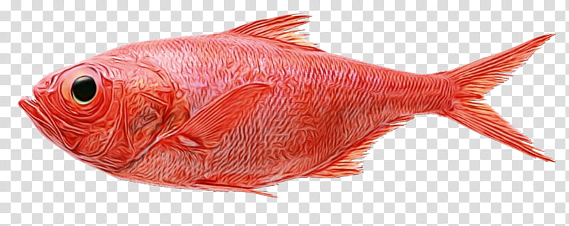 fish northern red snapper red drum saltwater fish snappers, Watercolor, Paint, Wet Ink, Fishing, Seafood, Yellowfin Tuna, Groupers transparent background PNG clipart