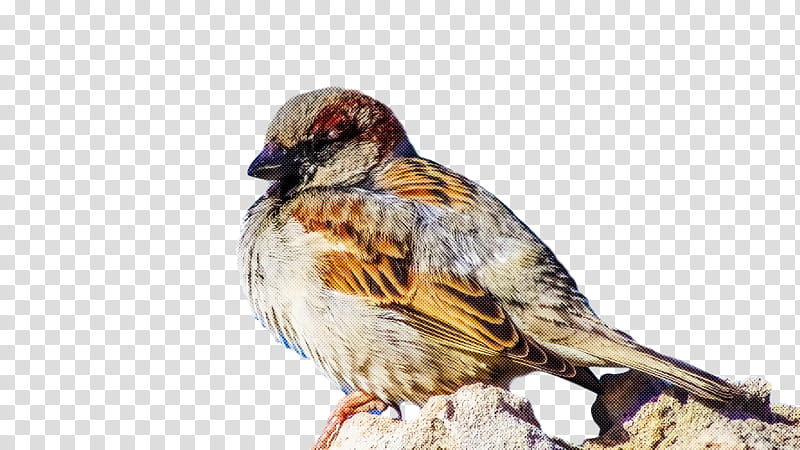 bird, Beak, Sparrow, House Sparrow, Finch, Perching Bird, Songbird transparent background PNG clipart