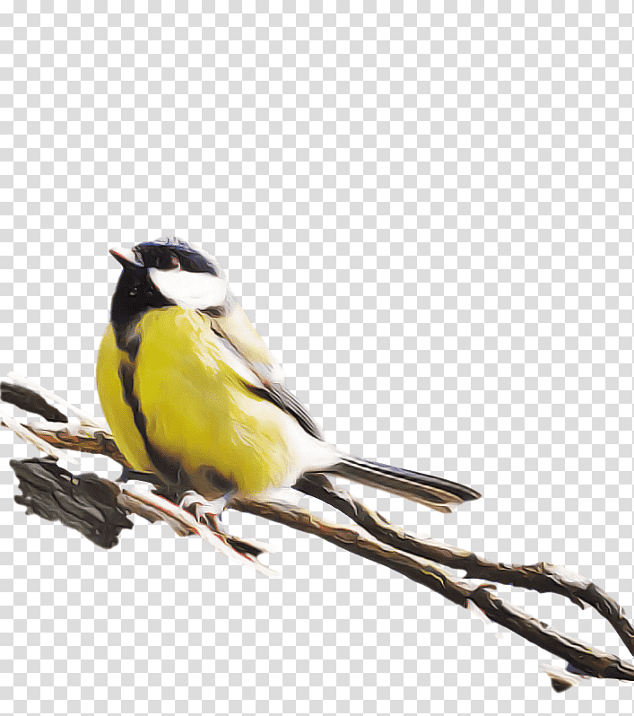 Feather, Finches, Birds, Beak, Twig, Chickadee, Passerine transparent background PNG clipart