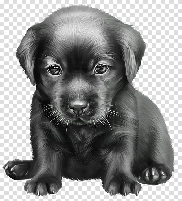 dog puppy labrador retriever retriever sporting group, Drawing, Flatcoated Retriever, Companion Dog, Snout, Beagador, Hovawart, Blackandwhite transparent background PNG clipart