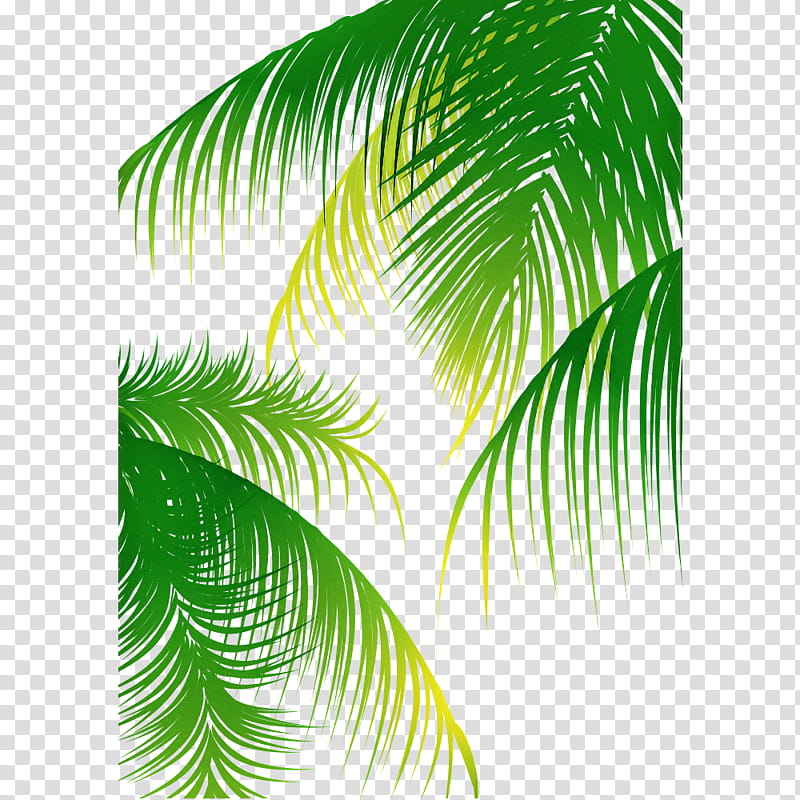 Palm tree, Green, Leaf, Vegetation, Plant, Terrestrial Plant, Elaeis, Woody Plant transparent background PNG clipart