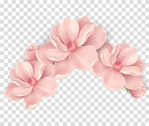 pink petal flower plant headgear, Hair Accessory, Frangipani, Impatiens, Hair Tie, Geranium transparent background PNG clipart