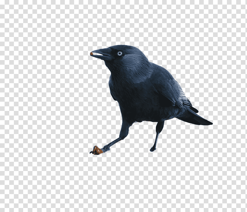 Feather, American Crow, Passerine, New Caledonian Crow, Rook, Common Raven, Birds transparent background PNG clipart