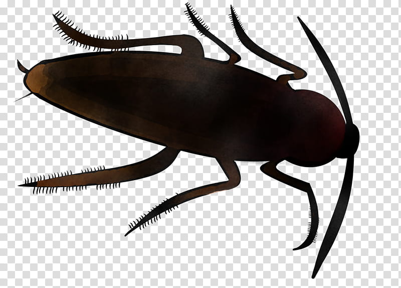 insect pest beetle cockroach blister beetles, Bug, Darkling Beetles, Ground Beetle transparent background PNG clipart
