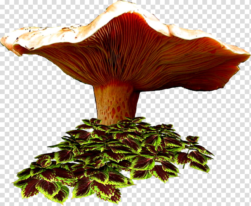 Mushroom Cloud, Blog, Drawing, Fungus, Cartoon, Watercolor Painting, Autumn, Comics transparent background PNG clipart