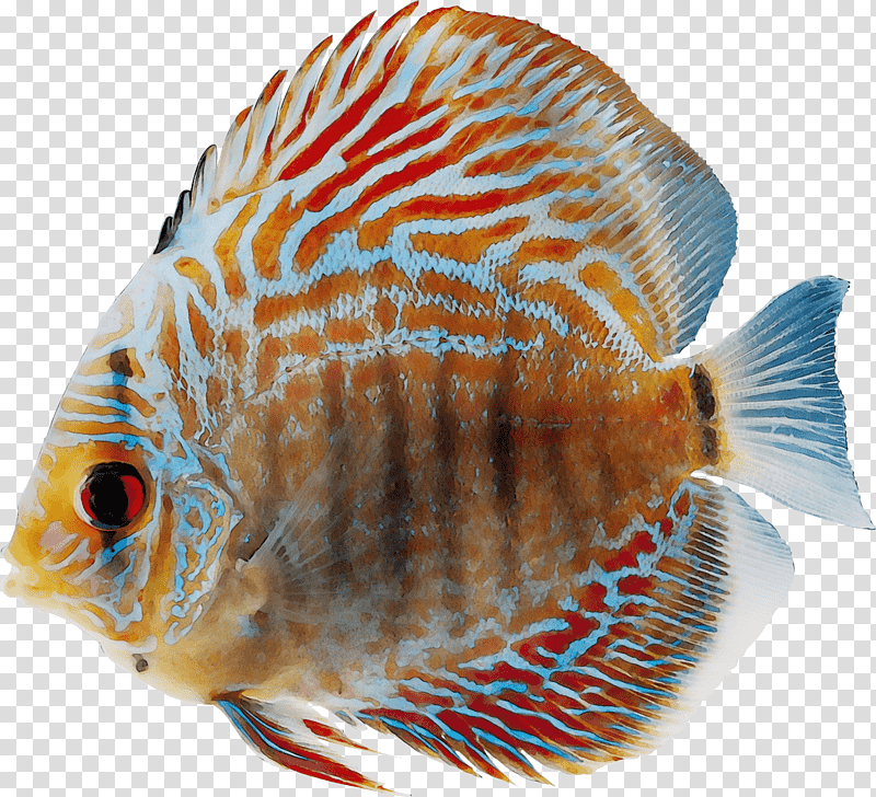freshwater aquarium coral reef fish fish coral reef aquarium, Watercolor, Paint, Wet Ink, Closeup, Tilapia, Tail transparent background PNG clipart