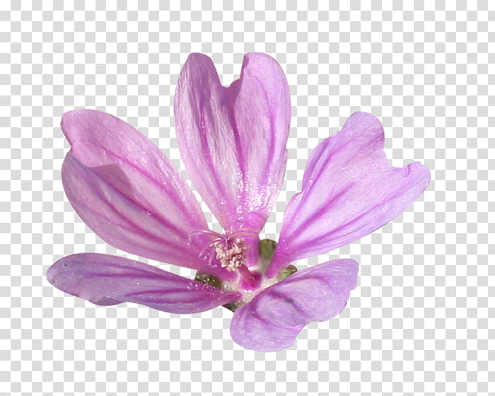 petal violet pink purple flower, Plant, Crocus, Herbaceous Plant, Magnolia Family transparent background PNG clipart