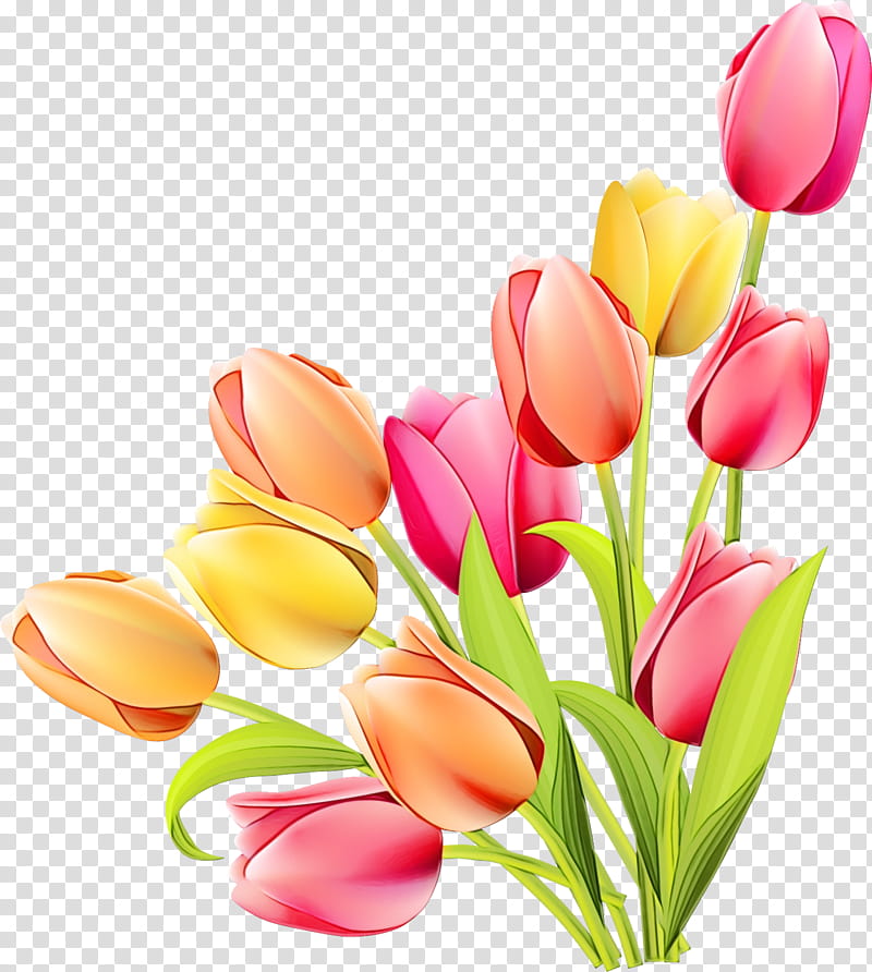 Artificial flower, Watercolor, Paint, Wet Ink, Cut Flowers, Petal, Tulip, Lady Tulip transparent background PNG clipart