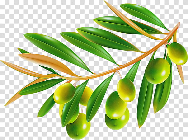 plant leaf flower tree olive, Branch, Fruit transparent background PNG clipart