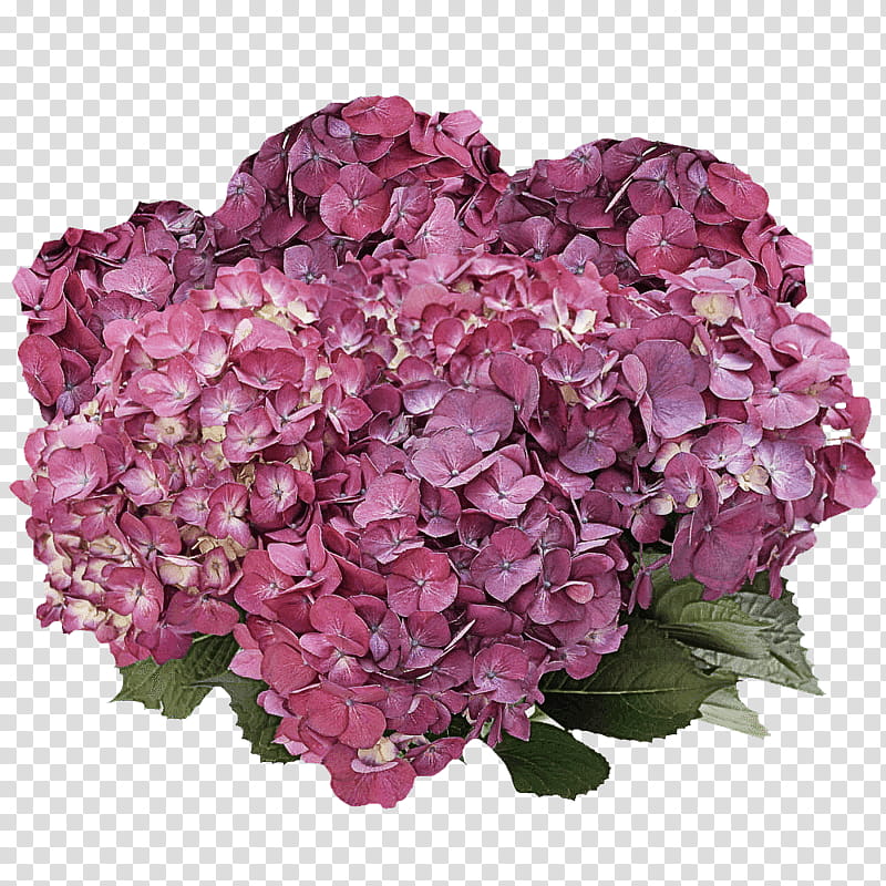 Flower bouquet, Hydrangea, Cut Flowers, Artificial Flower, Lilac, Garden Roses, Yellow, Pink transparent background PNG clipart