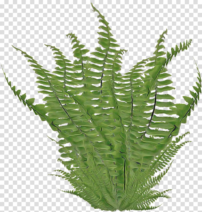 Fern, Ostrich Fern, Tree Fern, Leaf, Vascular Plant, Plant Stem, Oxalis Hedysaroides, Horsetail Family transparent background PNG clipart