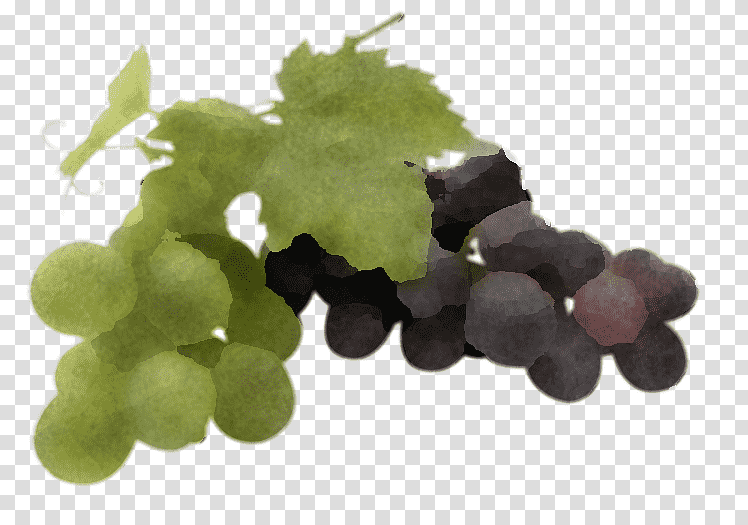 perfume sultana odor chemical substance seedless fruit, Ingredient, Soap, Lotion, Grapevines, Grape Leaves, Plant transparent background PNG clipart