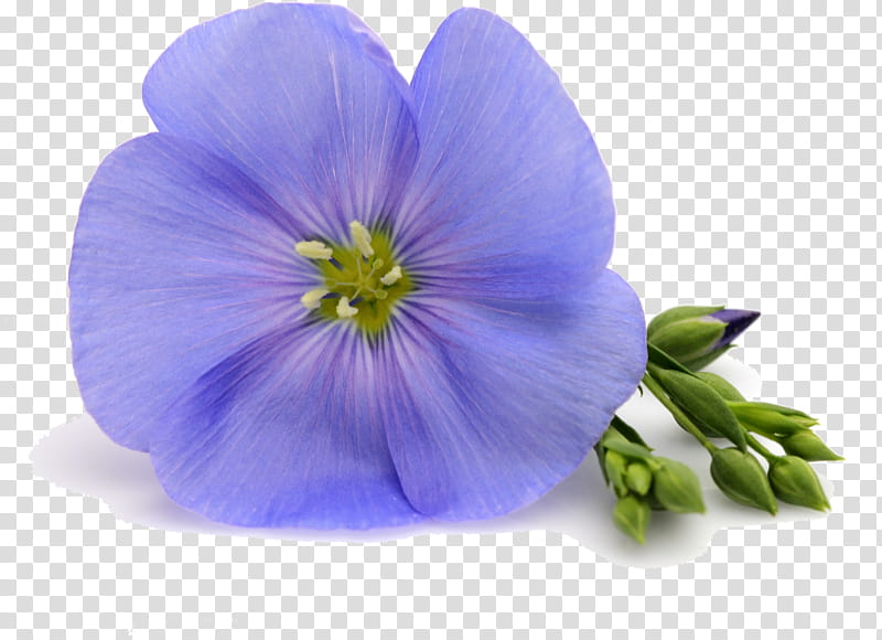 flower blue petal violet purple, Plant, Violet Family, Wildflower, Geranium, Balloon Flower, Perennial Plant transparent background PNG clipart