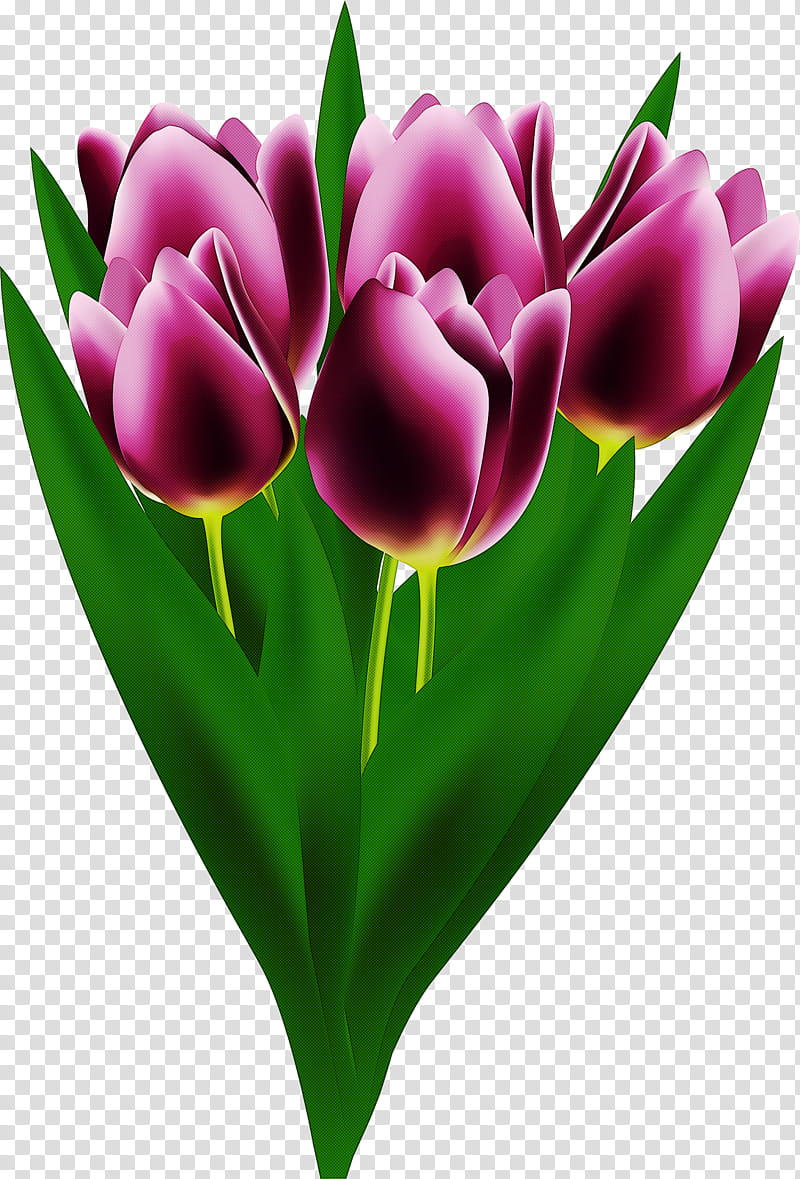 tulip petal flower tulipa humilis purple, Plant, Violet, Pink, Cut Flowers, Lily Family, Magenta, Bud transparent background PNG clipart