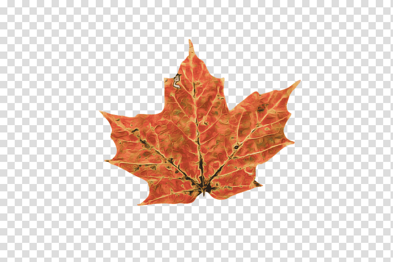 leaf maple leaf / m maple plant structure science, Maple Leaf M, Plants, Biology transparent background PNG clipart