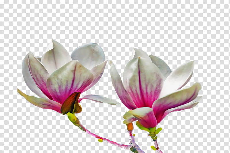 spring flower spring floral flowers, Petal, Plant, Magnolia, Magnolia Family, Crocus, Chinese Magnolia, Siam Tulip transparent background PNG clipart