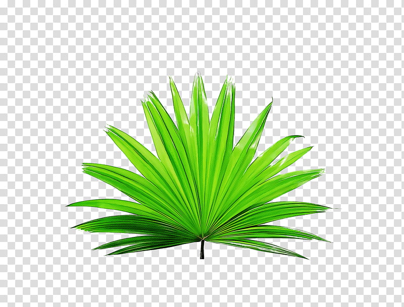 Palm trees, Leaf, Plant Stem, Branch, Logo, Leaf Blower, Drawing, Woody Plant transparent background PNG clipart