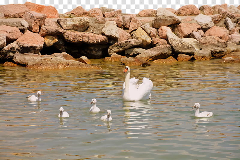 duck goose swans pond water, Seabird, Beak transparent background PNG clipart